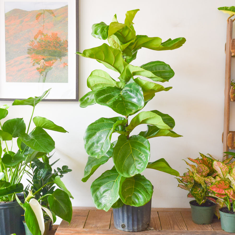 Fiddle Leaf Fig Bush