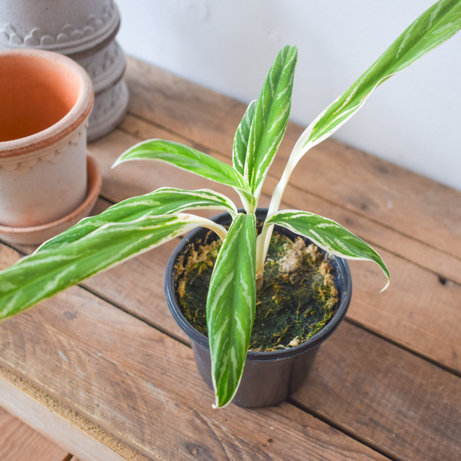 Aglaonema Rice