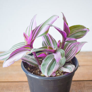 Tradescantia Nanouk