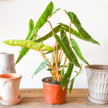 Philodendron Billietiae