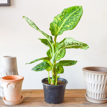 Dieffenbachia Reflector