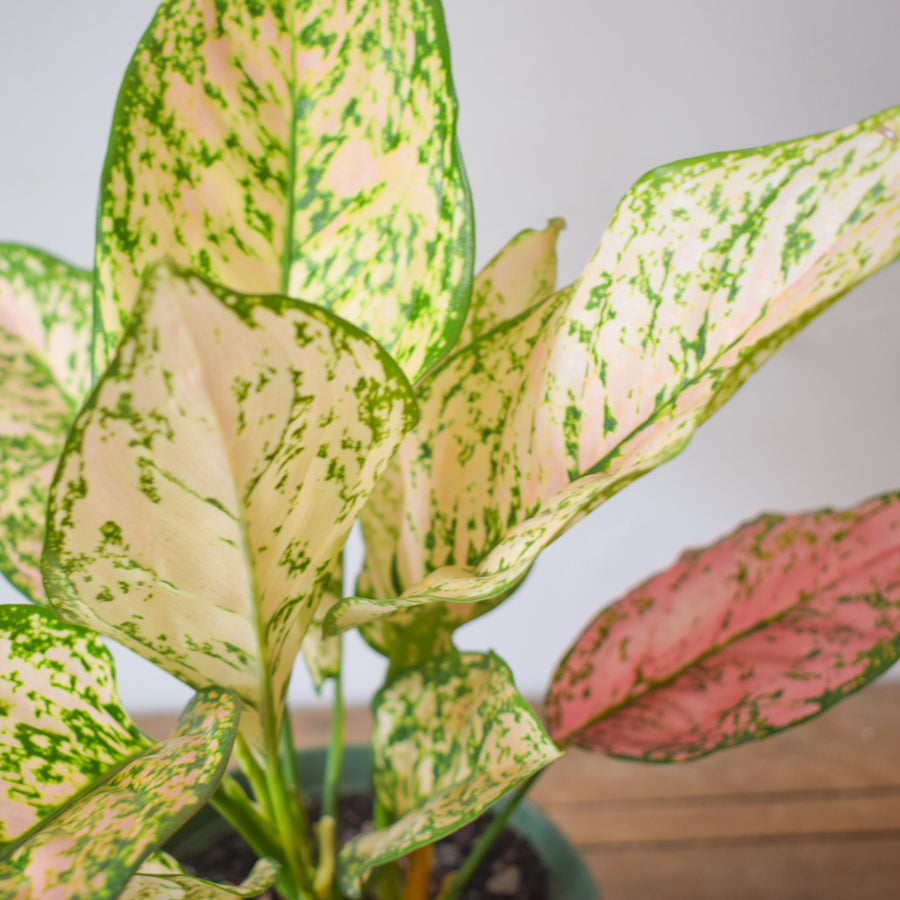 Aglaonema Etta Rose