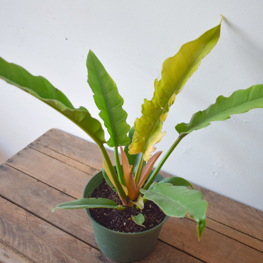 Philodendron Narrow (Tiger Tooth)