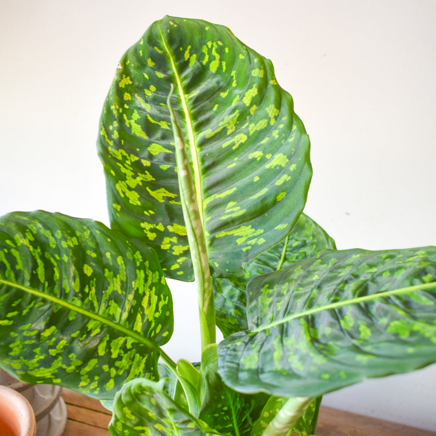 Dieffenbachia Reflector