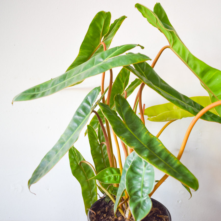 Philodendron Billietiae