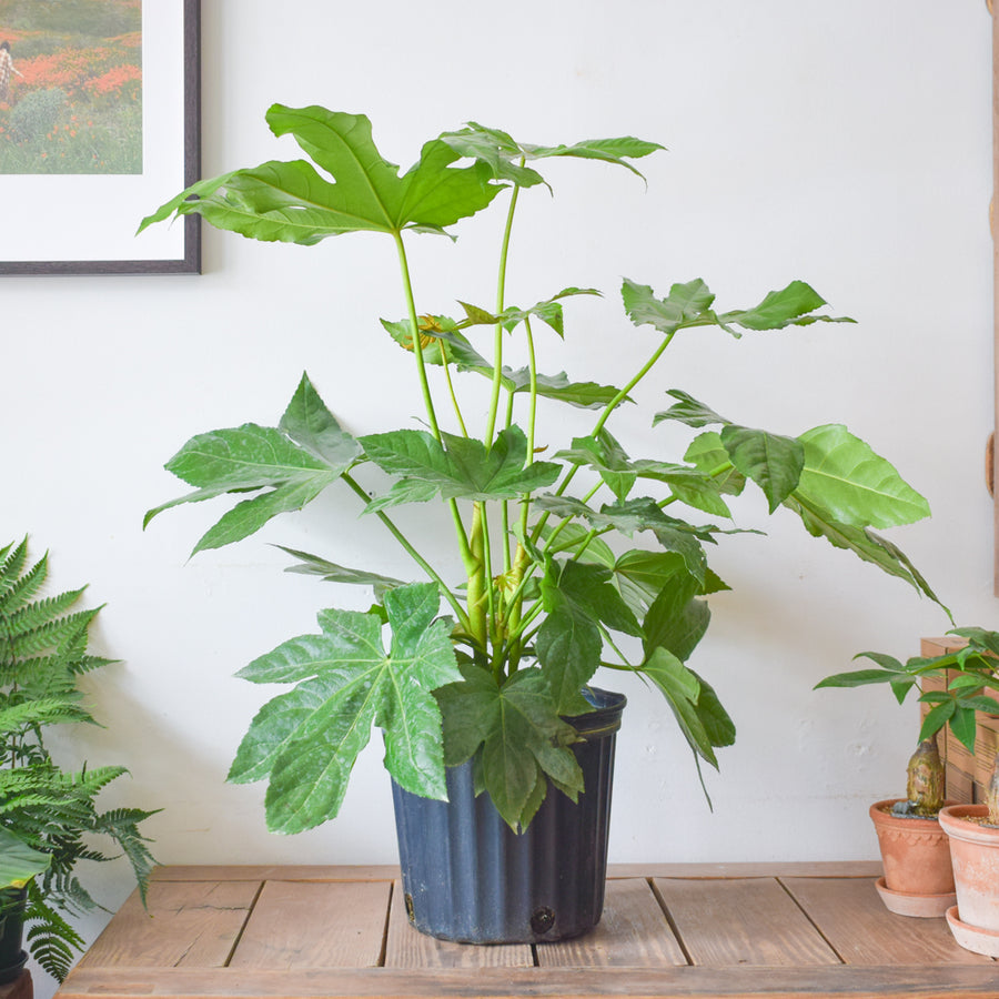 Japanese Aralia