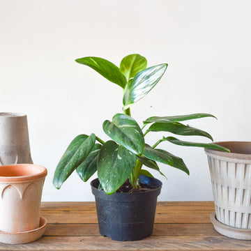Monstera Standleyana Albo