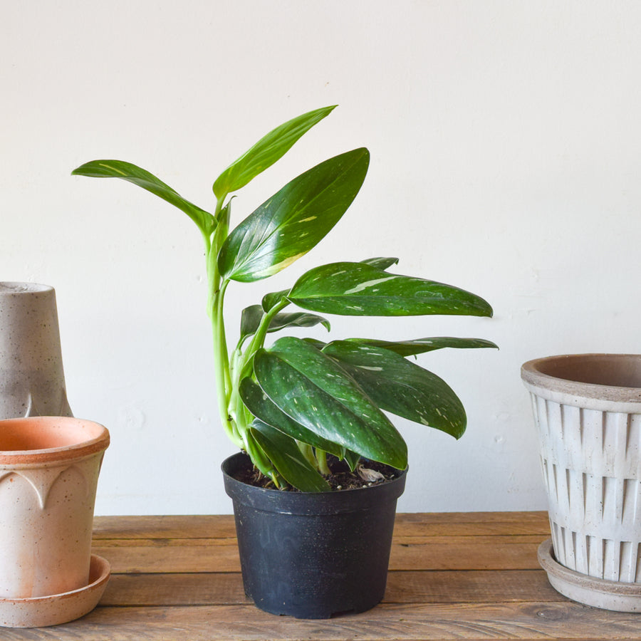 Monstera Standleyana Albo