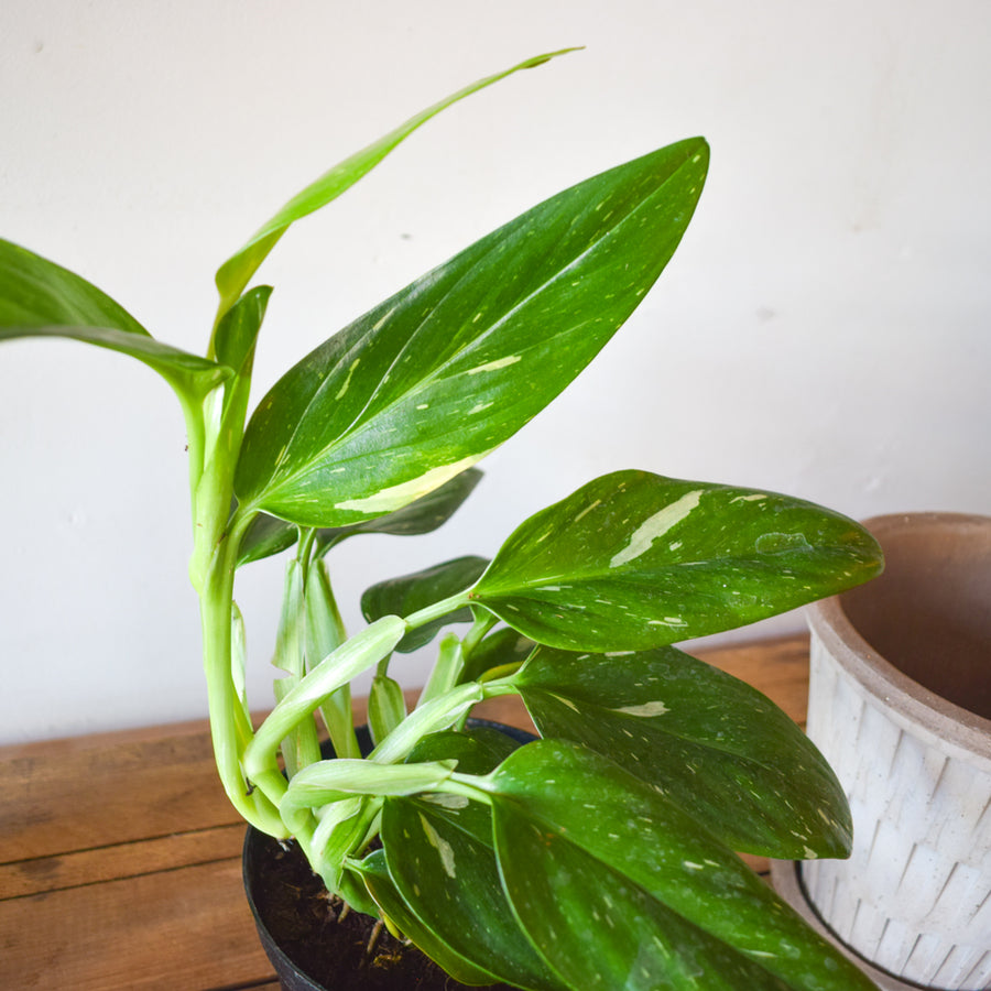 Monstera Standleyana Albo