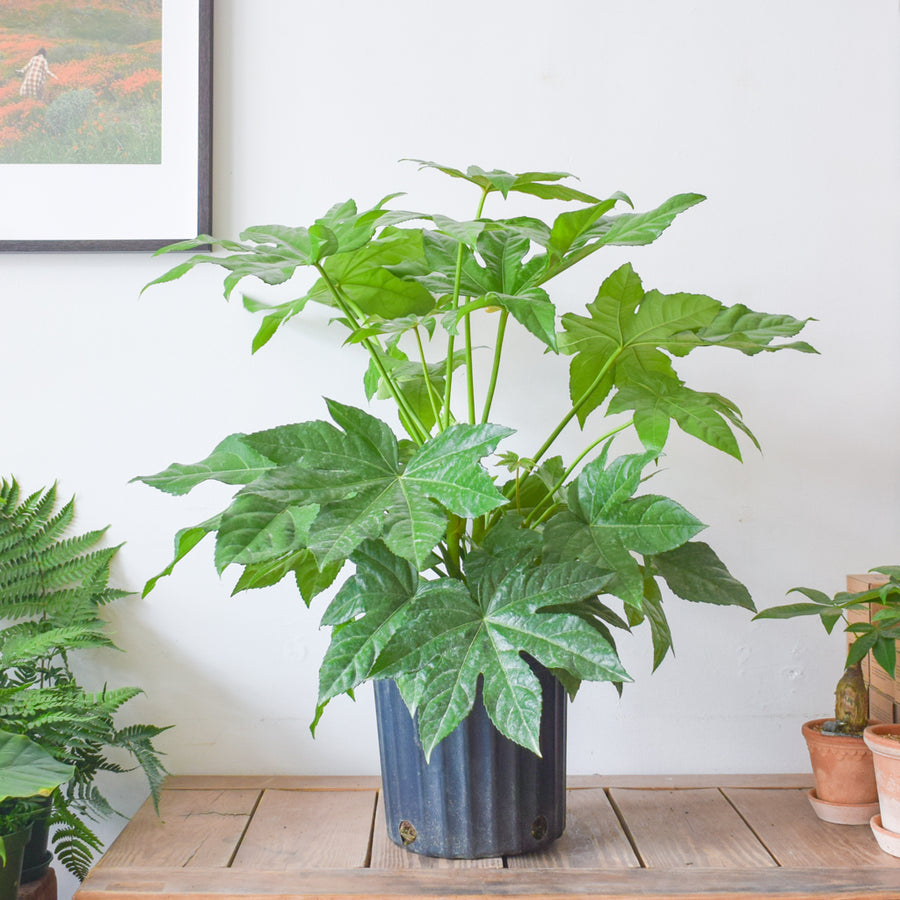 Japanese Aralia