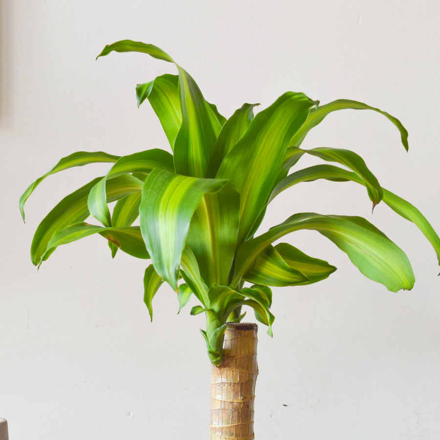 Dracaena Fragrans Mass Cane Stump