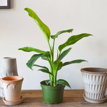 Dieffenbachia Snow
