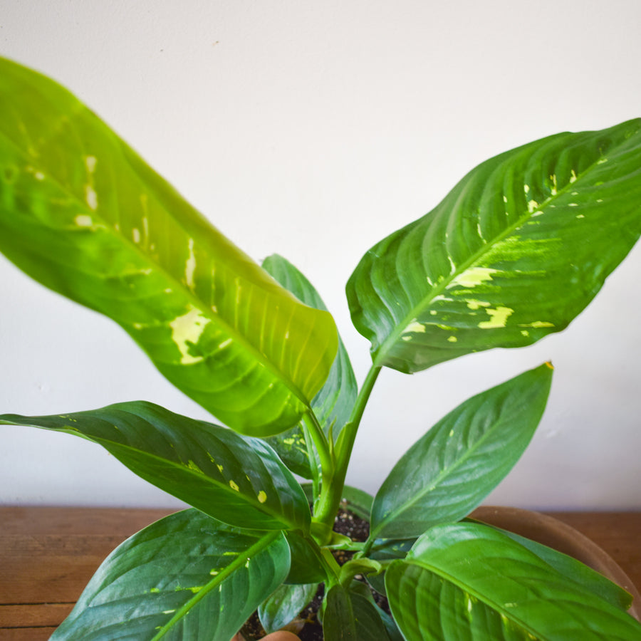 Dieffenbachia Snow