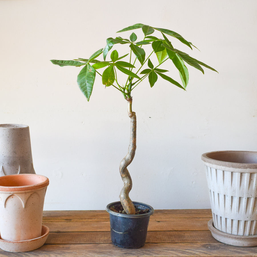 Money Tree Serpent