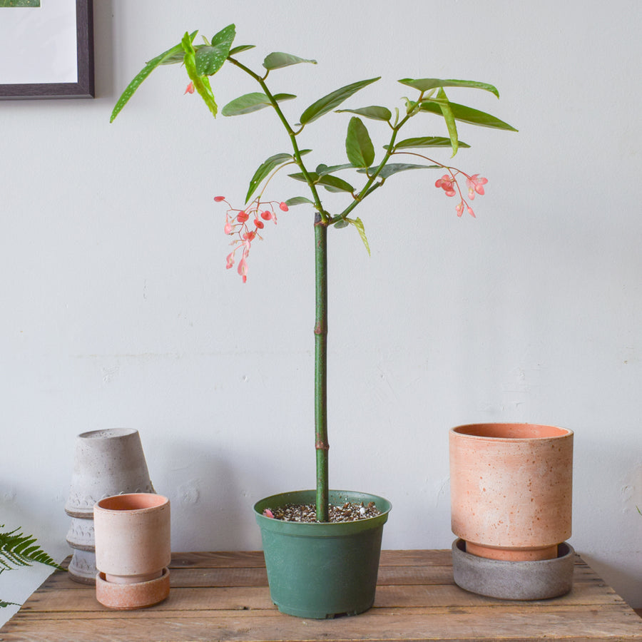 Begonia Tamaya Pink Pergola