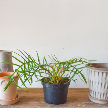 Philodendron Tortum