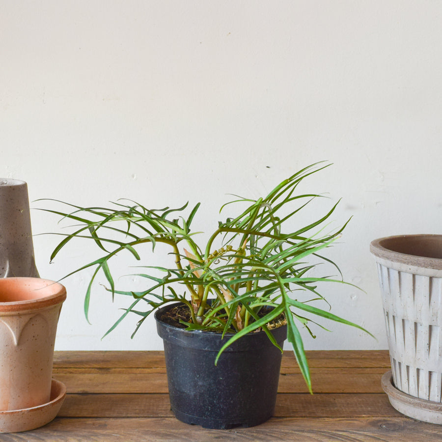 Philodendron Tortum
