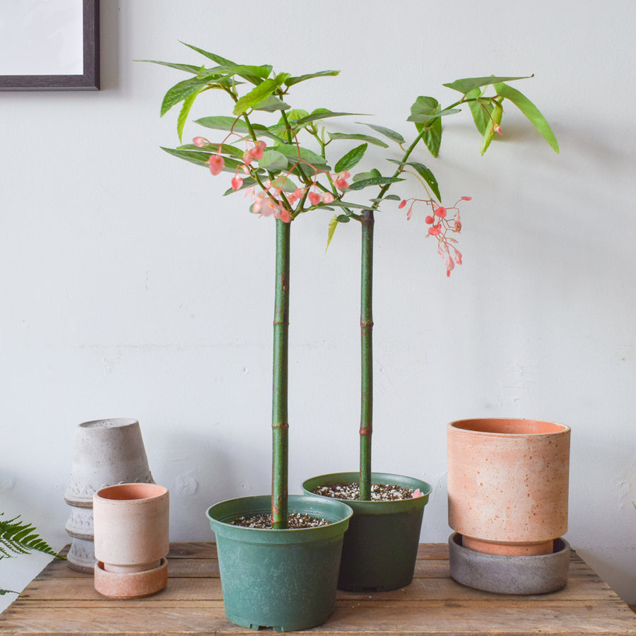 Begonia Tamaya Pink Pergola