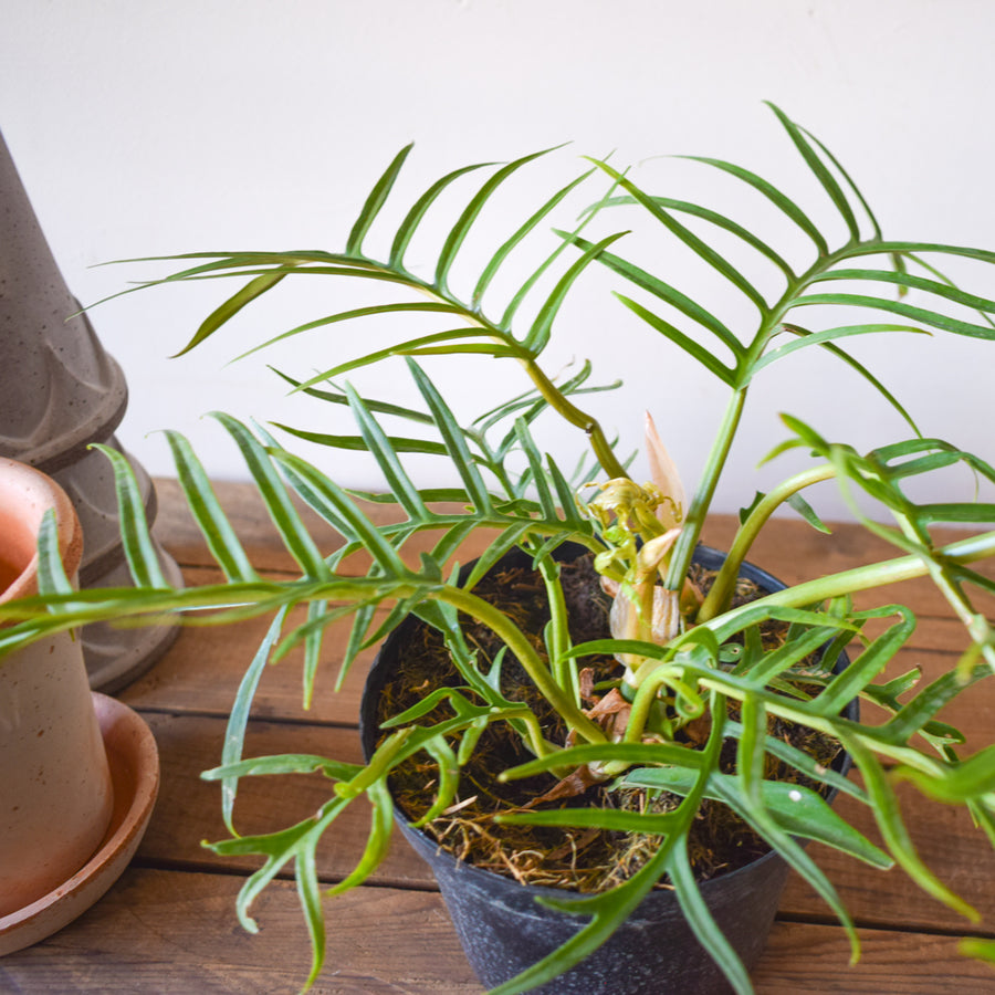 Philodendron Tortum
