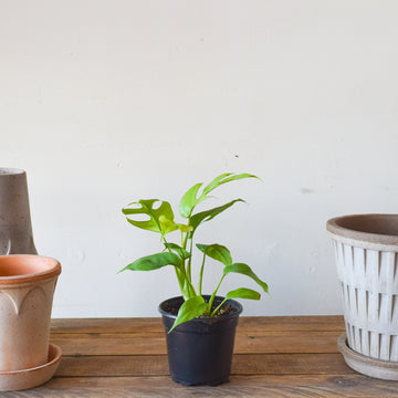 Philodendron Minima