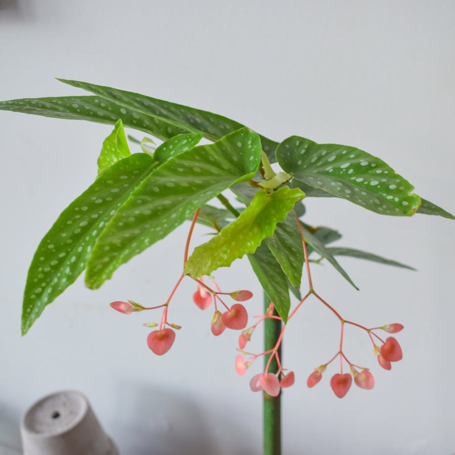 Begonia Tamaya Pink Pergola