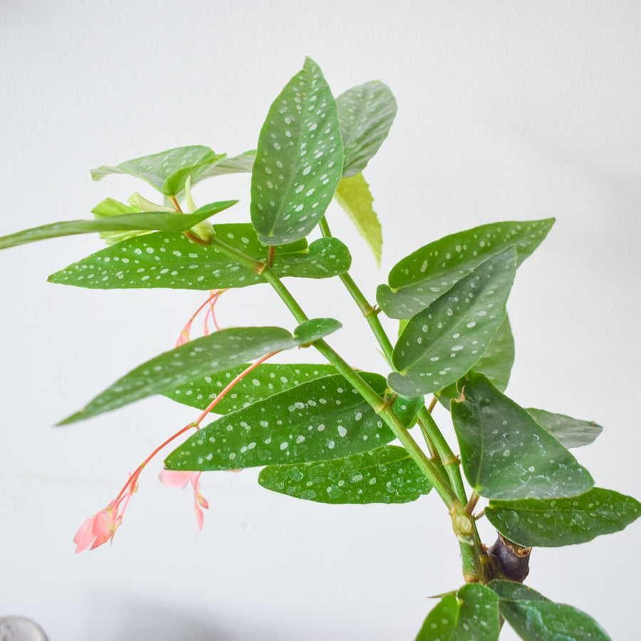 Begonia Tamaya Pink Pergola