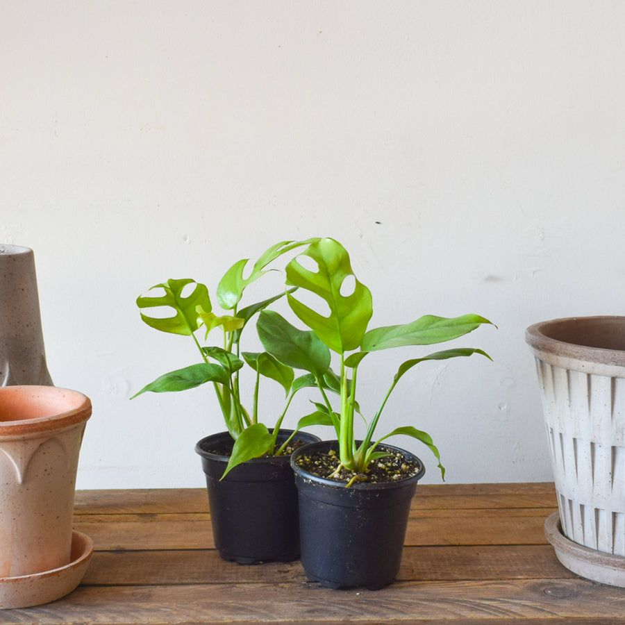 Philodendron Minima