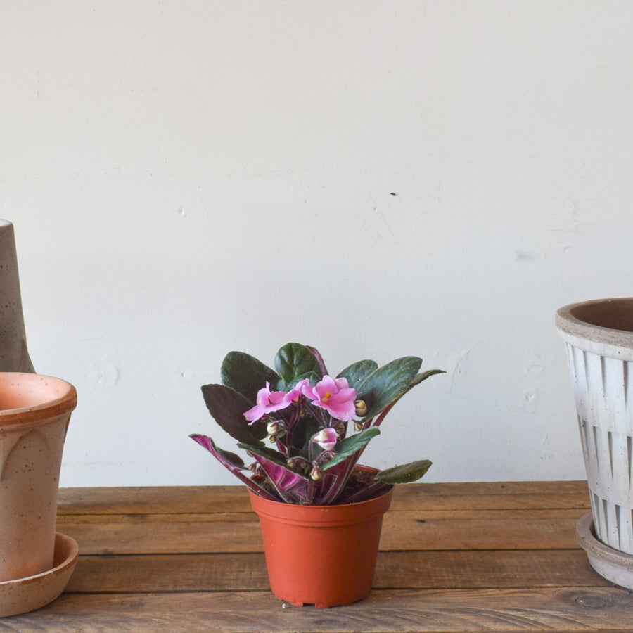 African Violet