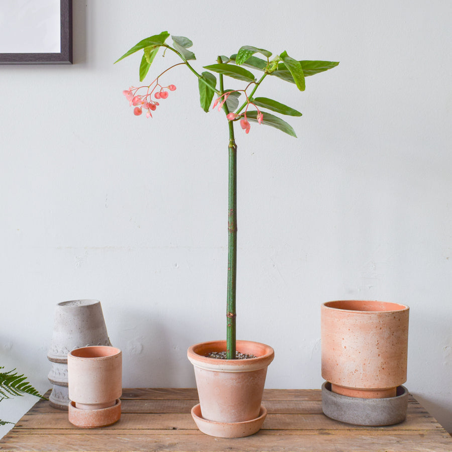 Begonia Tamaya Pink Pergola