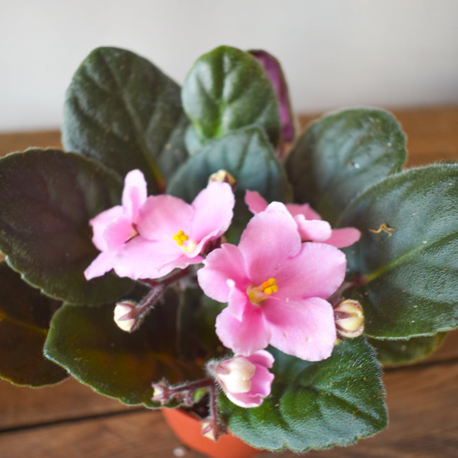 African Violet