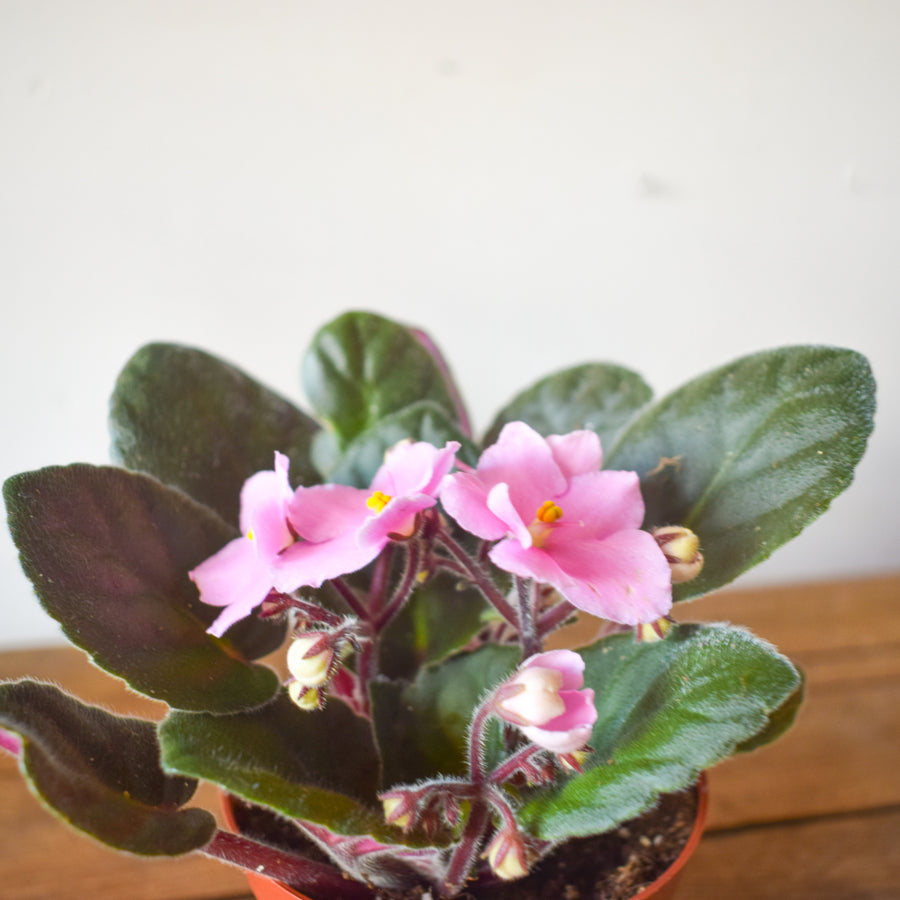 African Violet