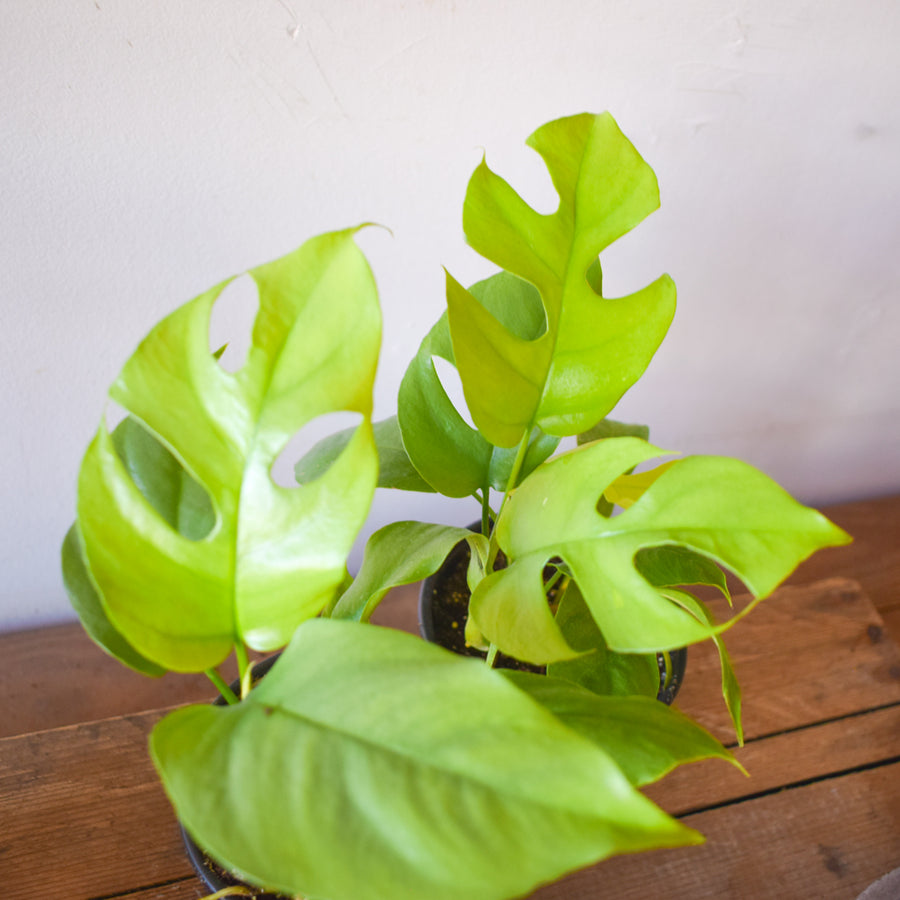 Philodendron Minima