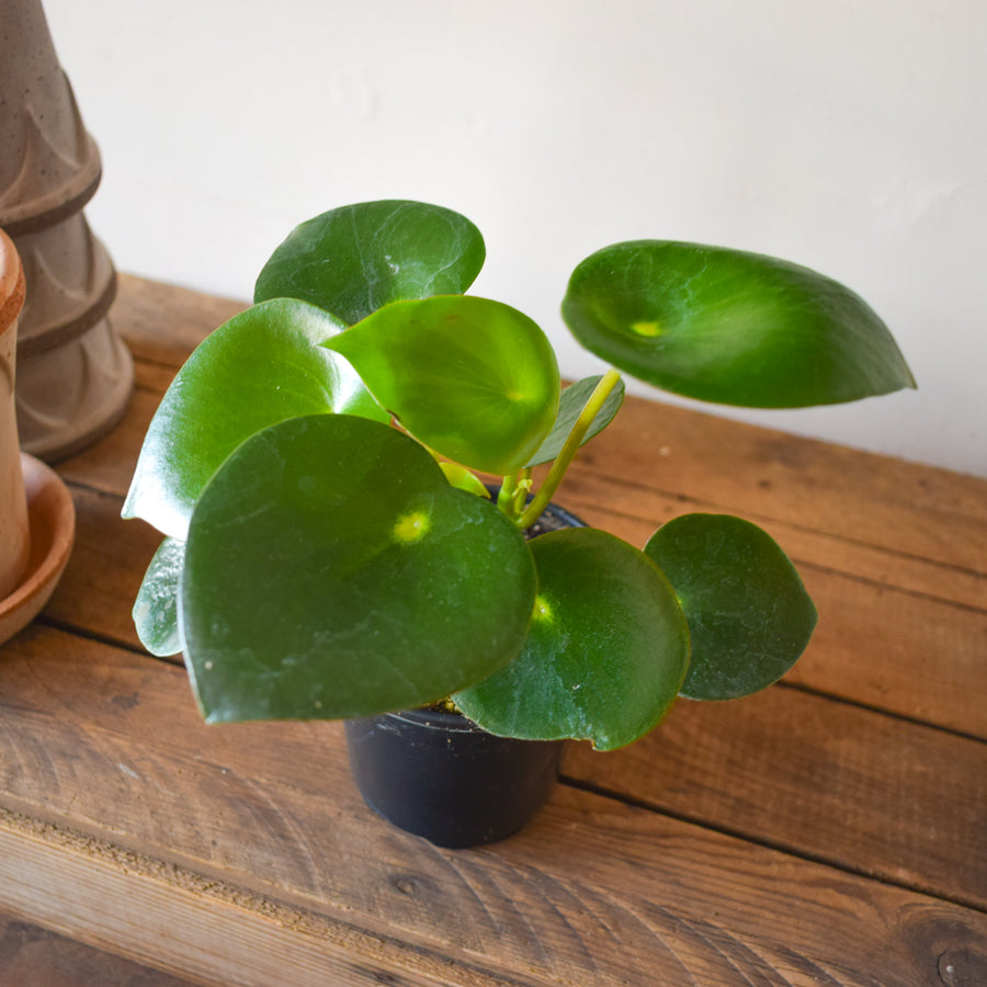 Peperomia Raindrop