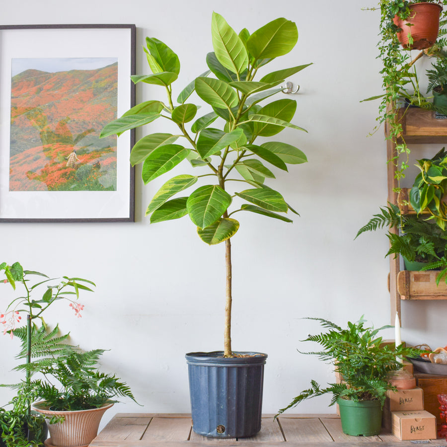 Ficus Altissima