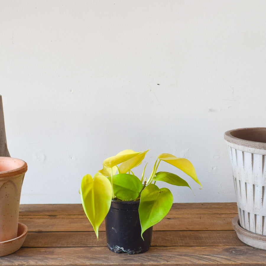 Heartleaf Lemon Philodendron