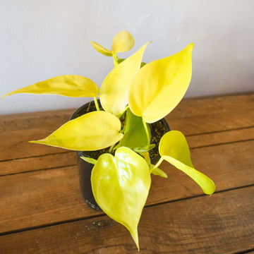 Heartleaf Lemon Philodendron