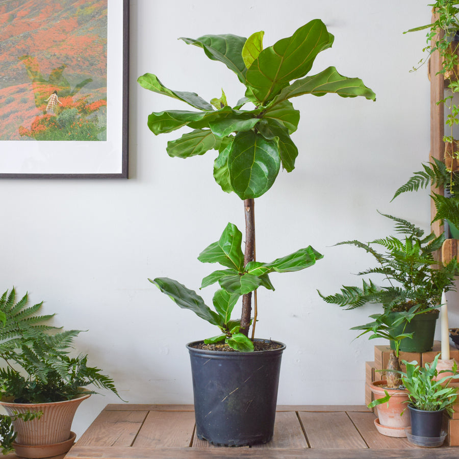 Fiddle Leaf Fig Tree