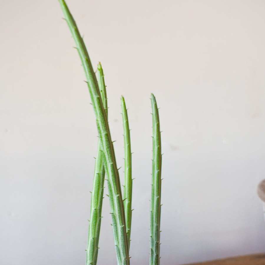 Pickle Plant