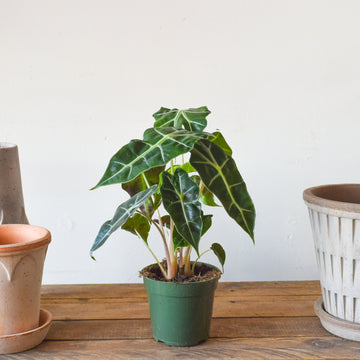 Alocasia Polly