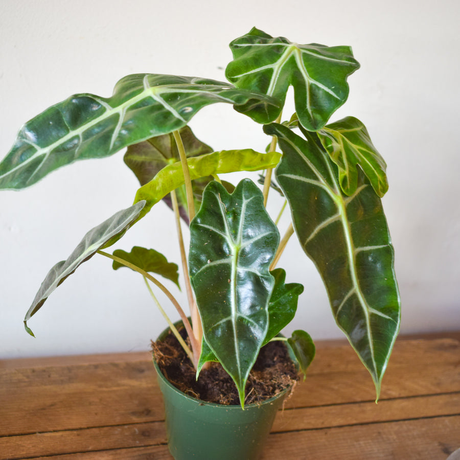Alocasia Polly