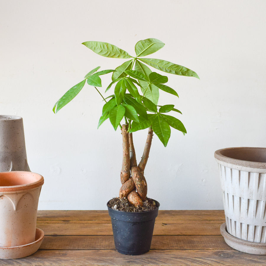 Money Tree Harley Braid