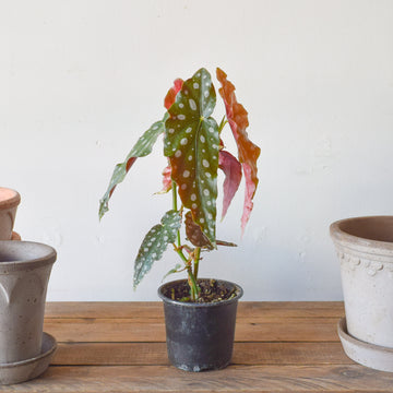 Begonia Maculata ‘Wightii’