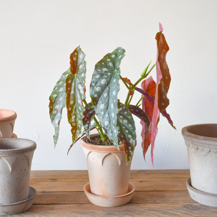 Begonia Maculata ‘Wightii’