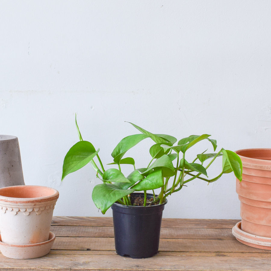 Pothos Green Jade