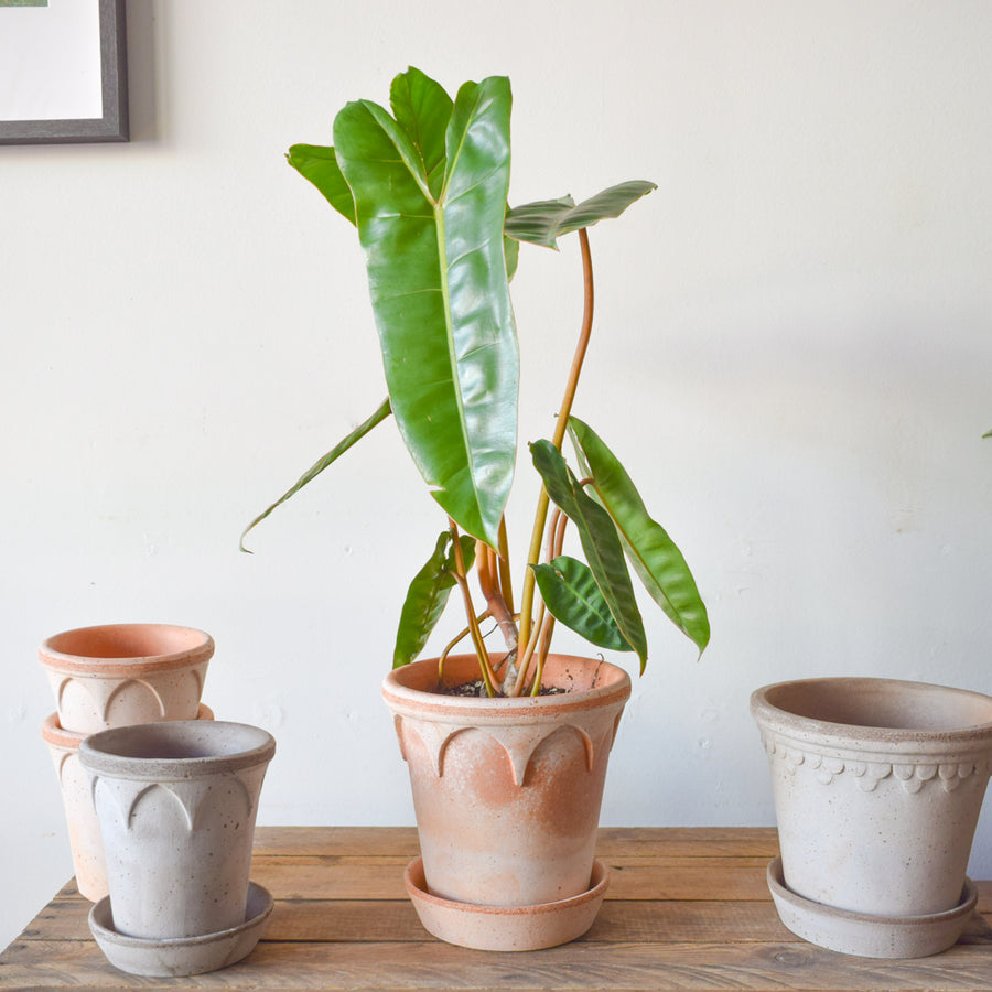 Philodendron Billietiae