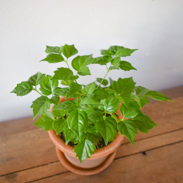 China Doll Plant Radermachera Sinica