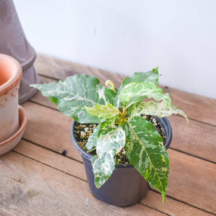 Ficus Aspera Variegated