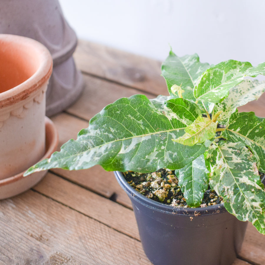 Ficus Aspera Variegated