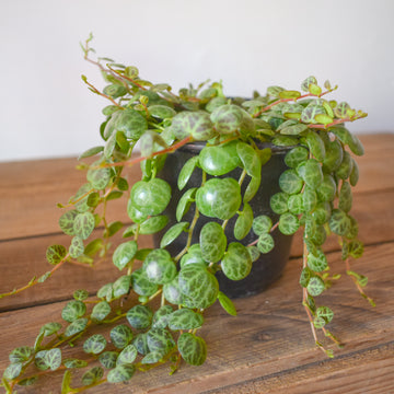 String Of Turtles