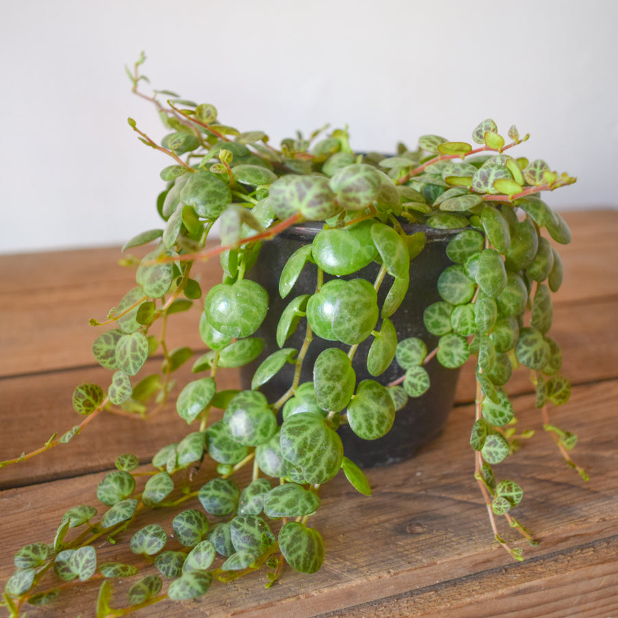 String Of Turtles